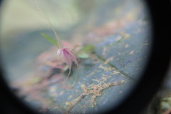 Platystele caudatisepala