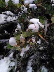 Berberis grevilleana