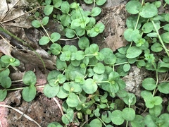 Lysimachia nummularia