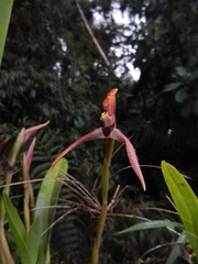 Maxillaria gorbatschowii