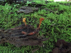 Ophiocordyceps variabilis