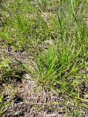 Dichanthelium linearifolium