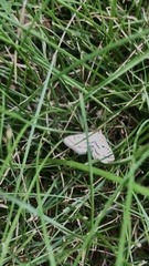 Parapoynx badiusalis