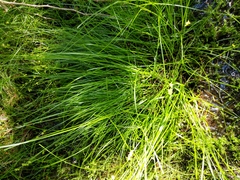 Carex interior