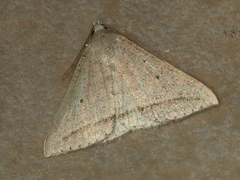 Loxioda hampsoni