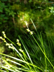 Carex interior