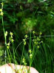 Carex interior