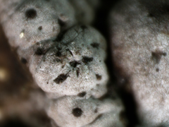 Dermatocarpon leptophyllodes