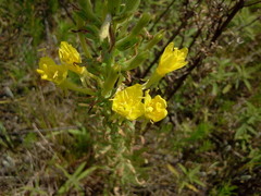 Oenothera clelandii