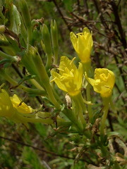 Oenothera clelandii