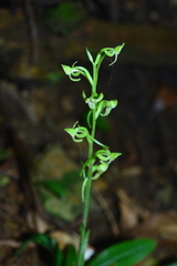 Platanthera minor