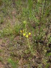 Oenothera clelandii