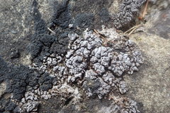 Dermatocarpon leptophyllodes