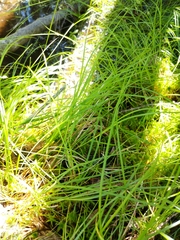 Carex trisperma
