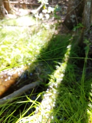 Carex trisperma