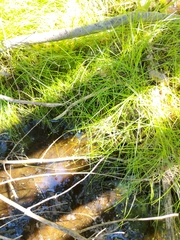 Carex trisperma