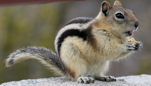Common Golden-mantled Ground Squirrel photographed in Montana