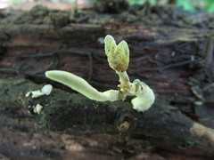 Loweomyces fractipes
