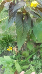Lysimachia ciliata
