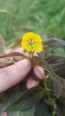 Lysimachia ciliata