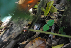 Bronchocela
