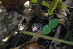 Bronchocela