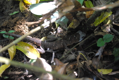 Bronchocela