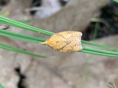 Cenopis reticulatana