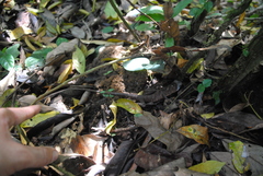 Bronchocela