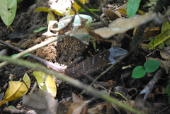 Bronchocela