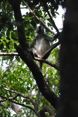 Presbytis thomasi