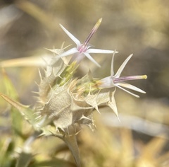 Hecastocleis shockleyi