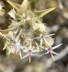 Hecastocleis shockleyi