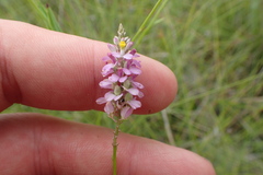 Polygala chapmanii