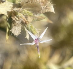 Hecastocleis shockleyi