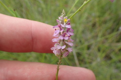 Polygala chapmanii