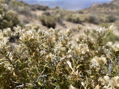 Hecastocleis shockleyi