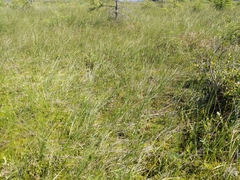 Carex aquatilis substricta