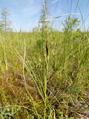 Carex aquatilis substricta