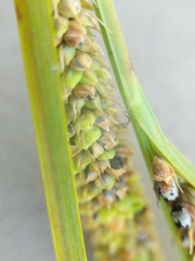 Carex aquatilis substricta