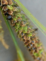 Carex aquatilis substricta