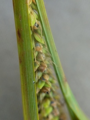 Carex aquatilis substricta
