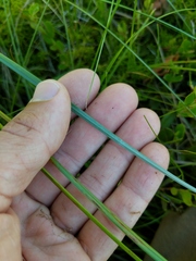Carex aquatilis substricta