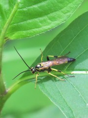 Ichneumon annulatorius