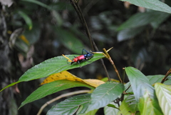 Pachyteria equestris