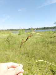 Carex aquatilis substricta