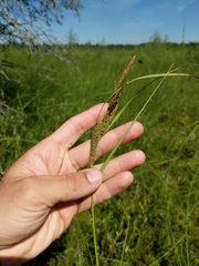 Carex aquatilis substricta