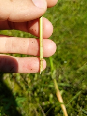 Carex aquatilis substricta