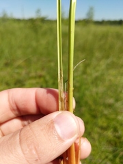 Carex aquatilis substricta