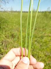 Carex aquatilis substricta